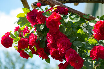 Red rose on the pergola