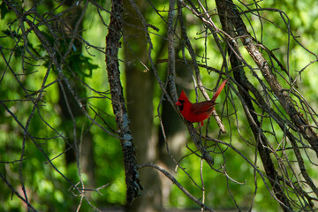Red Cardinal perched in a tree