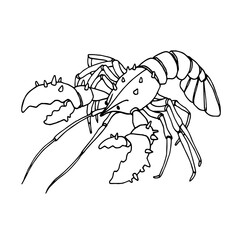 spiky lobster with claws, delicious seafood, for menu decoration, vector illustration with black ink contour lines isolated on white background in doodle & hand drawn style