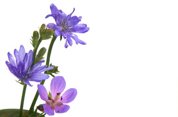 Chicory flowers on a white background