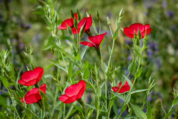 Rote Blüten im Sommer