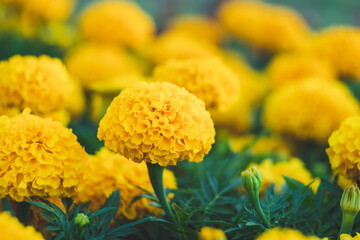 Field of yellow marigolds, bright flowers in the garden. Floral wallpaper, nature background. Tagetes erecta, African calendula from the sunflower family.