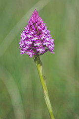 Macro Portrait of Naked Man Orchid (Orchis italica) blooming at spring close up. Wild Plants of Portugal. Endemic and endangered species from Europe.