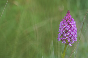 Macro Portrait of Naked Man Orchid (Orchis italica) blooming at spring close up. Wild Plants of Portugal. Endemic and endangered species from Europe.