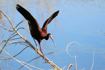 White-faced Ibis