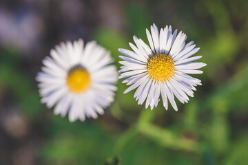 Macro Portrait of Wild White daisy flower blooming at spring close up. Wild Plants of Portugal. Endemic and endangered species from Europe.