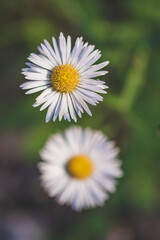 Obraz premium Macro Portrait of Wild White daisy flower blooming at spring close up. Wild Plants of Portugal. Endemic and endangered species from Europe.