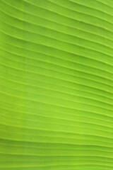 Green banana leaf texture