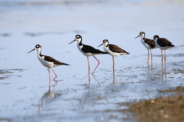 Birds at the Beach