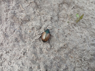 small garden bug