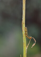 Yellow and black border in devoured plant