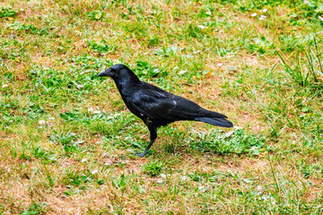 Crow on grass
