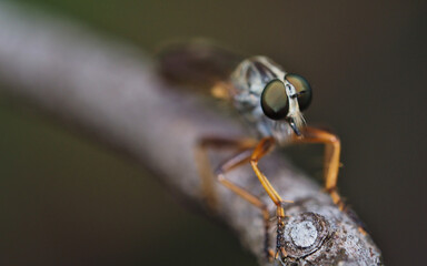 Macro in detail of killer fly eyes