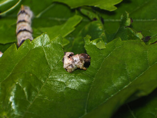 Silkworm devouring mulberry leaf