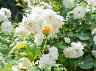 Beautiful bud of a yellow rose on a background of blurry white roses.