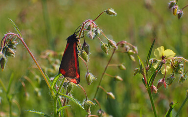Small black butterfly with red spots
