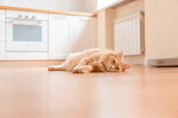 A red cat lies on the kitchen floor. The cat is looking at the camera. Home interior and pet. blurred background.