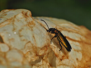 Chrysanthia viridissima on rockrose flower