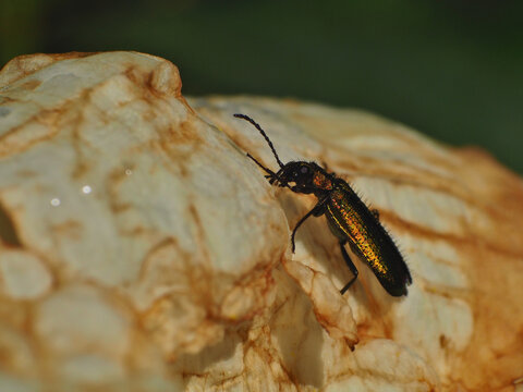 Chrysanthia viridissima on rockrose flower
