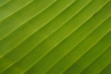 Banana leaf texture