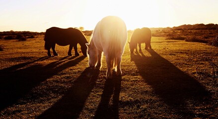 Fototapeta na wymiar Ponies in sunset