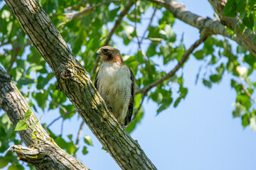 Red-Tailed Hawk sitting in a tree