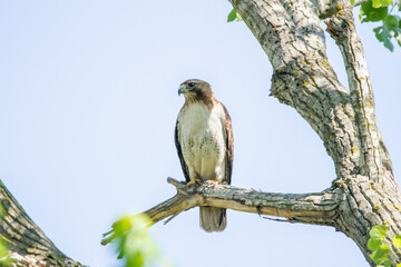 A red-tailed hawk perched on a tree branch