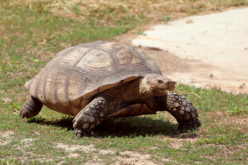 The turtle runs at high speed.