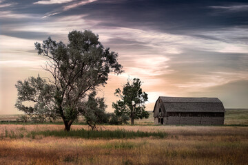 Old barn in good shape on a farm in a grass field at sunset. There are a couple trees in the scene...