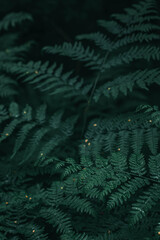 green fern background