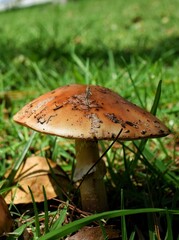 mushroom in the grass