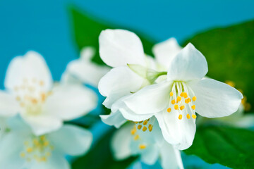 Mock-orange (Philadelphus) flowers on a blue background.