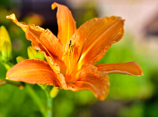 Pink flowers of carrot-colored lilies in the garden