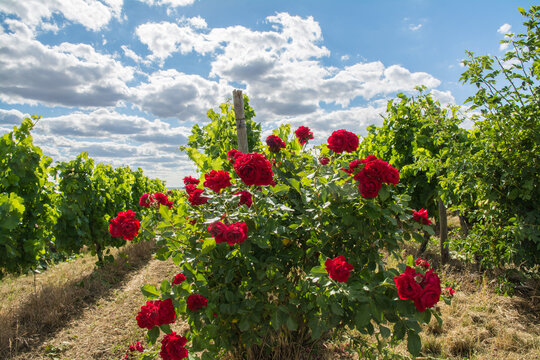 rosenstock am weinbergrand
