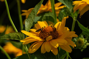 syrphidae sits on false sunflower