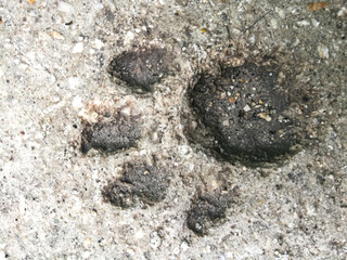 Cat footstep