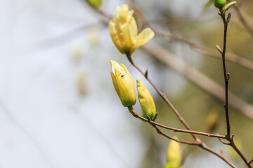 Close up shot of white Magnolia flower buds
