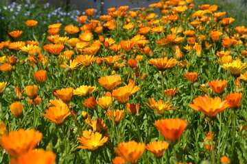 Garten-Ringelblume - Calendula officinalis (Asteraceae) in Blumenwiese - Bl&uuml;tenmeer - Blumenbeet
