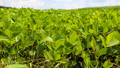 Young, still green soybean plantation, close up. Soybean plant. Soybean pods. Soybean field. Sunny summer day. Agriculture, the concept of a good harvest.