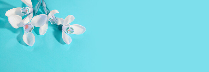 Fototapeta na wymiar Spring snowdrop flower. Soft focus. Light bluen horizontal background.