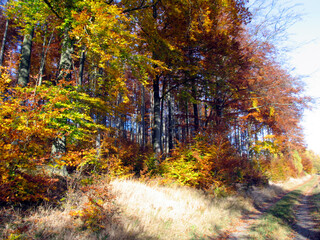 Obraz premium Autumn leaves, leaves, colorful leaves, Thuringia, Germany, Europe