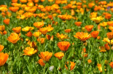 Garten-Ringelblume - Calendula officinalis (Asteraceae) in Blumenwiese - Bl&uuml;tenmeer - Blumenbeet
