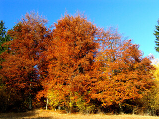 Autumn leaves, leaves, colorful leaves, Thuringia, Germany, Europe