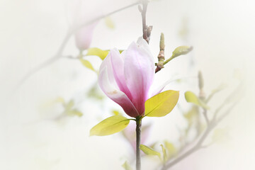 Obraz na płótnie Canvas Magnolia flower against white sky background 