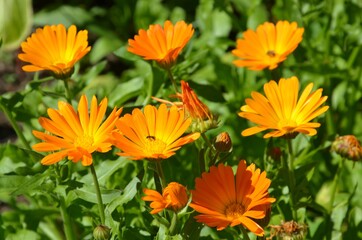 Garten-Ringelblume - Calendula officinalis (Asteraceae) in Blumenwiese - Blütenmeer - Blumenbeet
