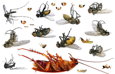 Dead parasitic insects. Macro. Isolated on a white background. Pest control concept 