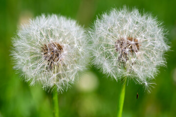 two dandelion blowball seed