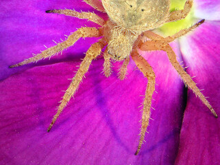 Spider on lilac flower. Wildlife. Macro 