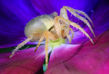 Spider on lilac flower. Wildlife. Macro 