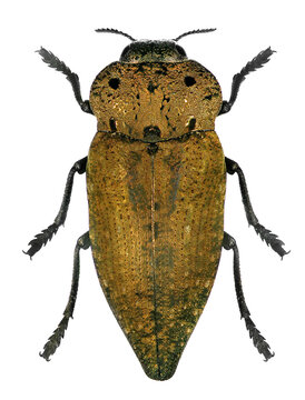 Jewel beetle or metallic wood-boring beetle, Capnodis porosa (Coleoptera: Buprestidae) isolated on a white background 